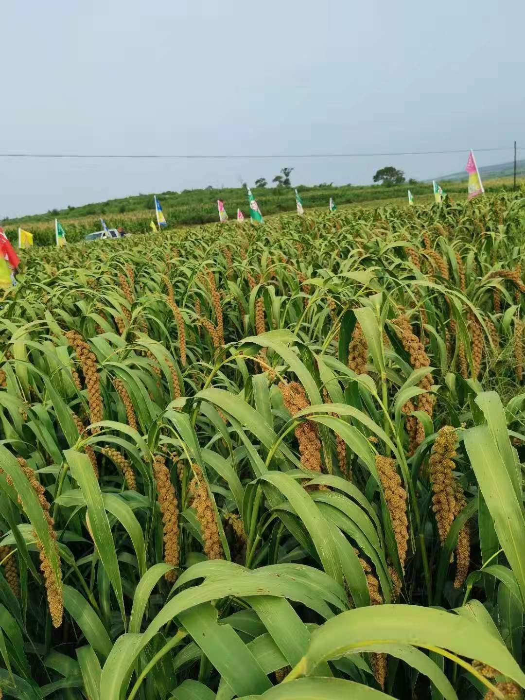 3acb9bf5a7a4204110932071c67c524